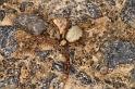 Philodromus_aureolus_D4889_Z_89_Les Gris_Frankrijk